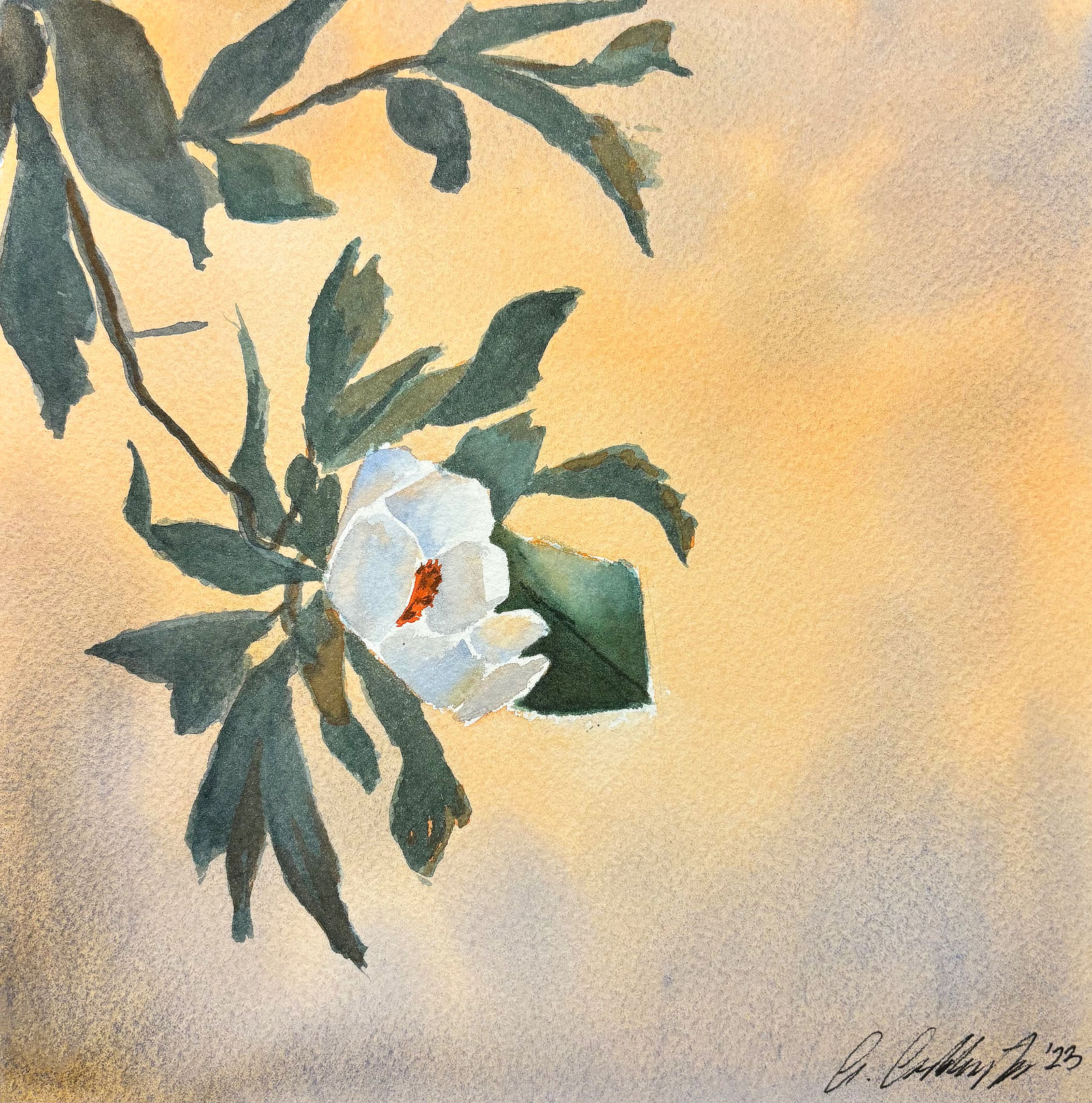 Sunset Magnolia